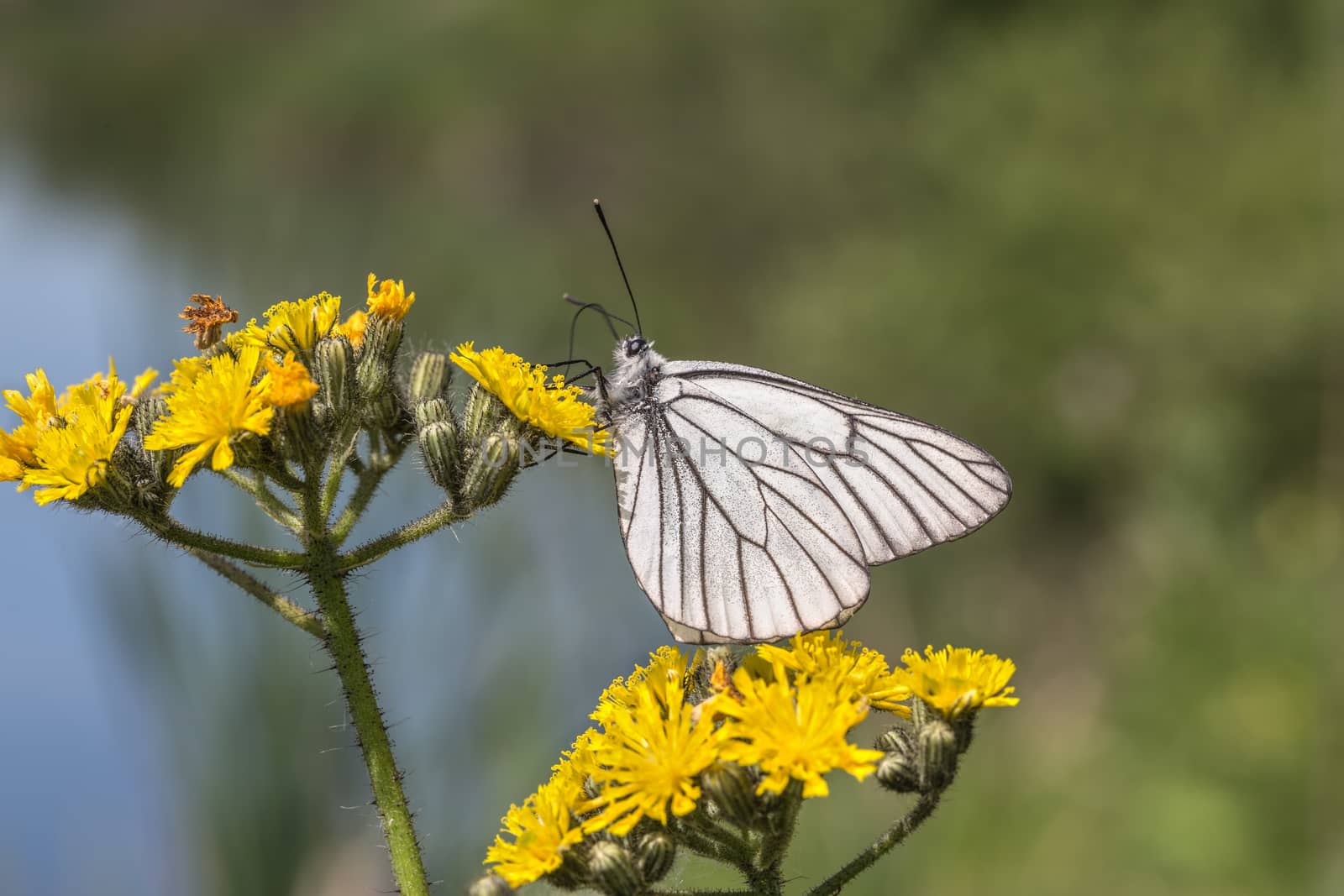 Black-veined White butterfly by Ohotnik