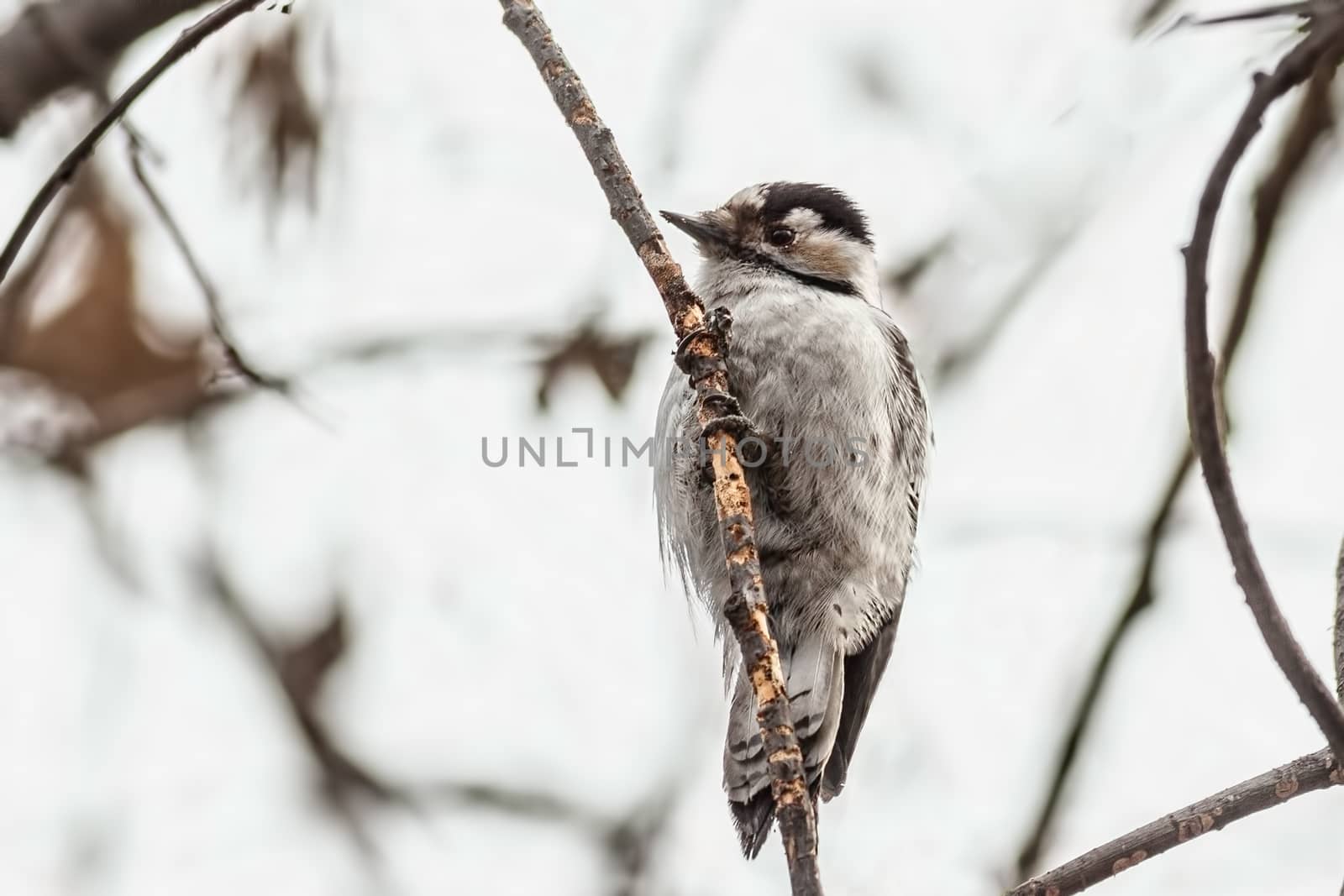 Female Lesser-spotted woodpecker sitting on a tree