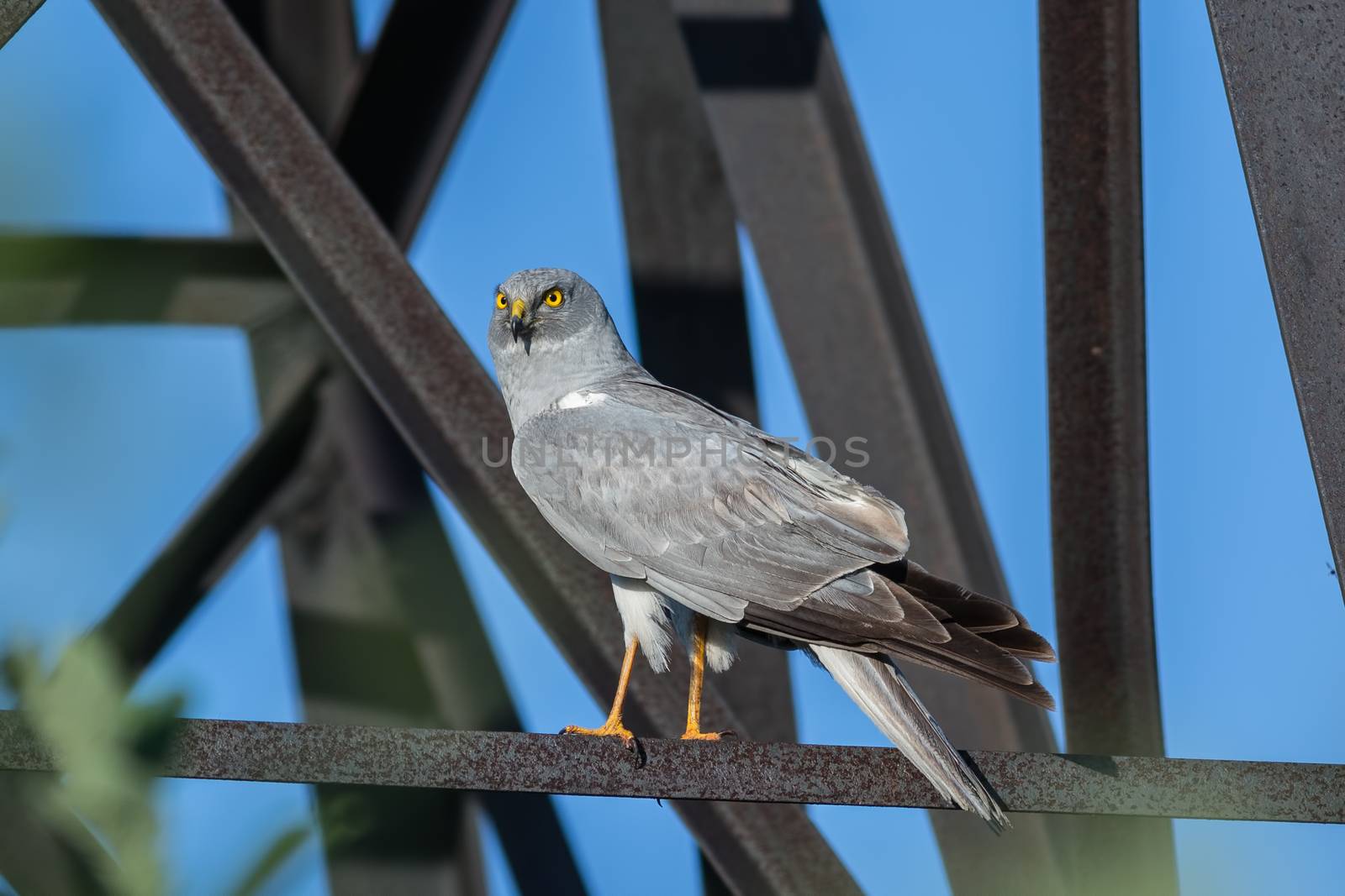 Northern Harrier by Ohotnik