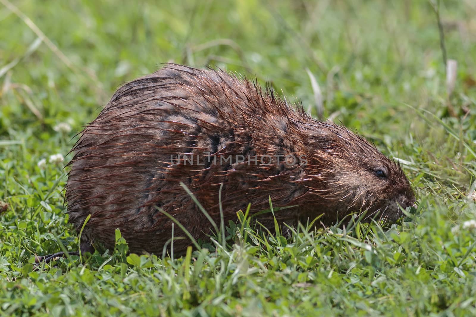 Muskrat eats young green grass