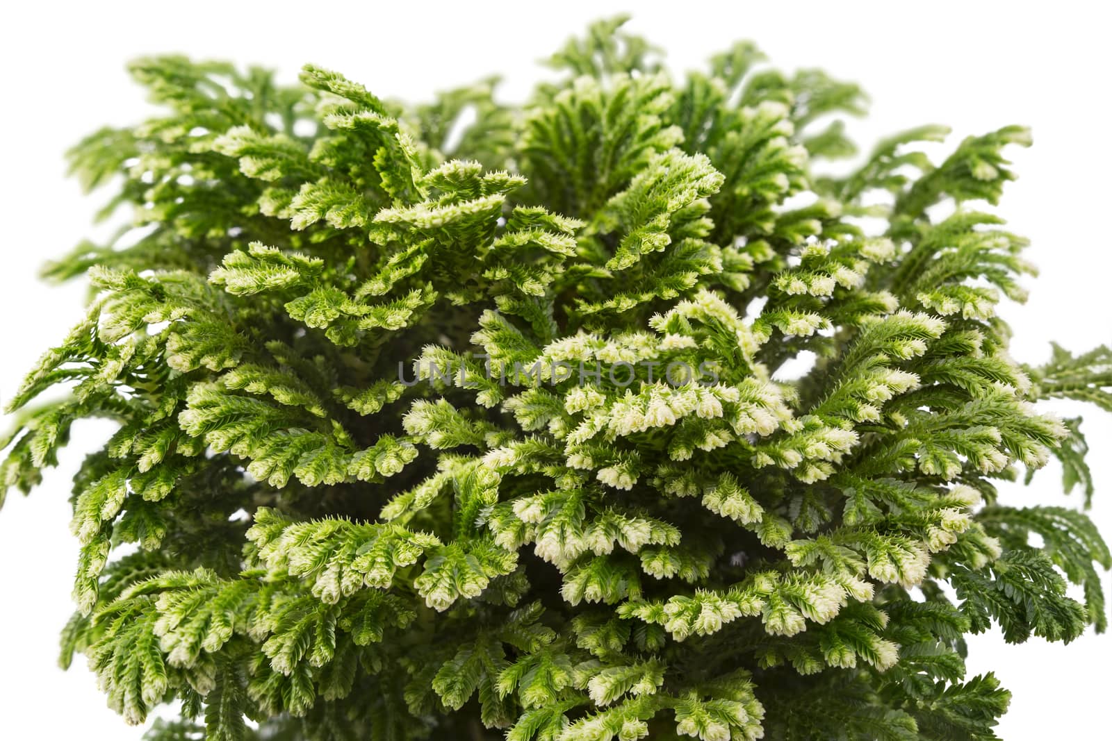 houseplant Selaginella isolated on white background