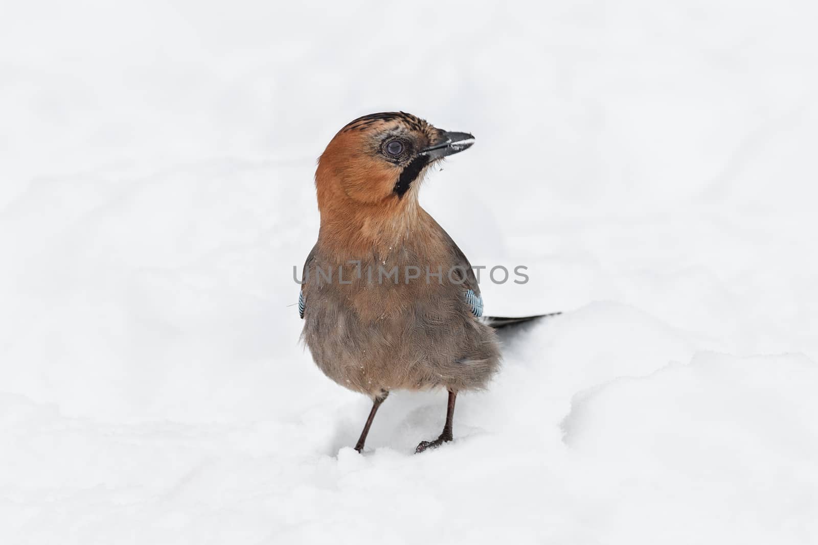 Jay (Garrulus glandarius)  sitting on the white snow