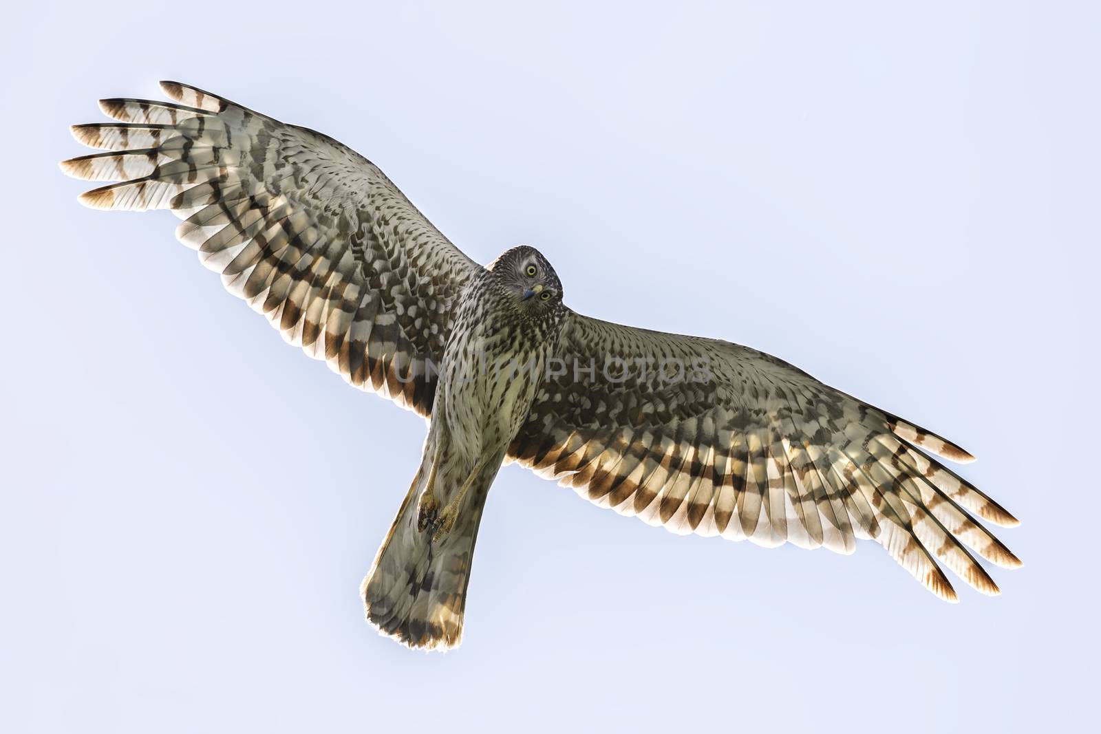 Northern Harrier (Circus cyaneus) female in flight