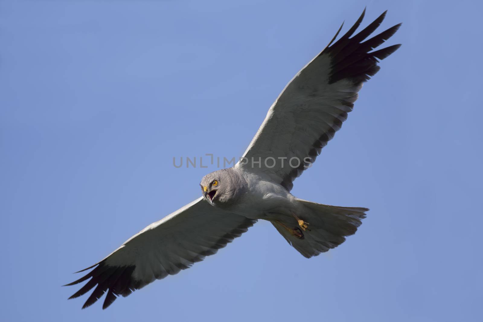 Northern Harrier (Circus cyaneus) male in flight