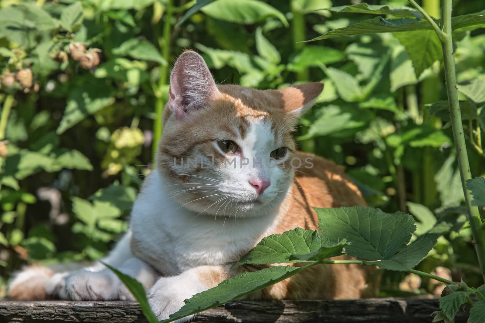 The red cat lies among green vegetation