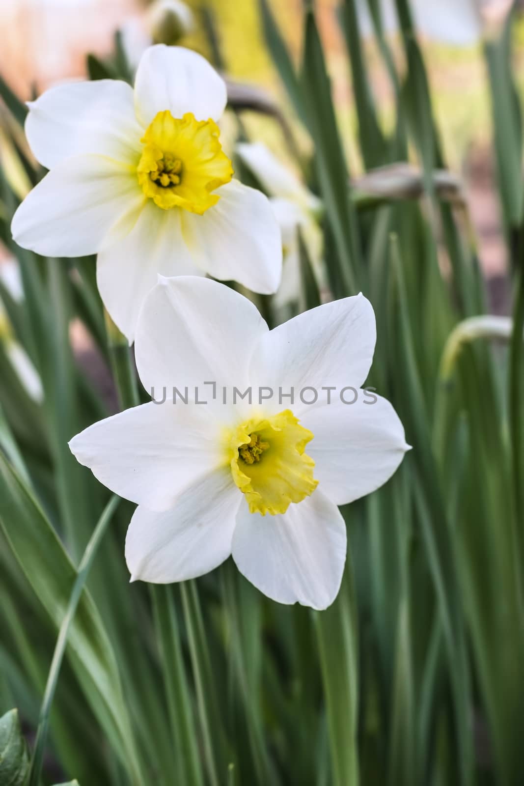 white narcissus blooming in early spring