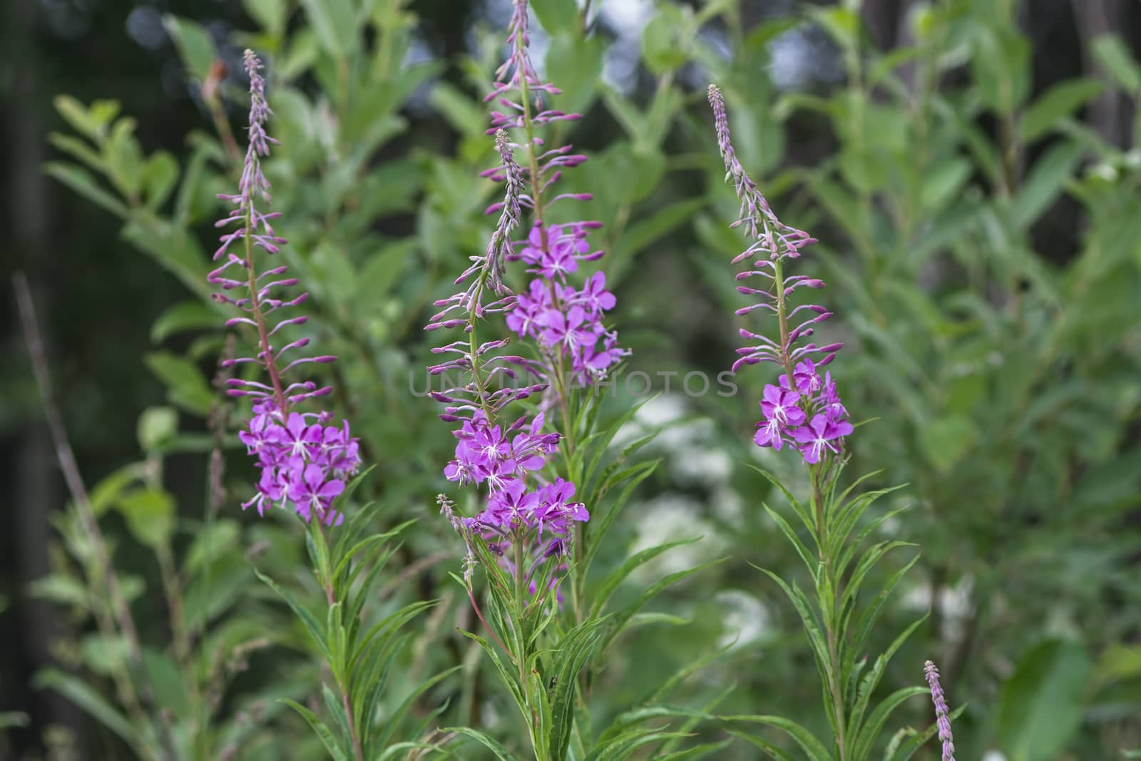 Pink fireweed (blooming sally) flowers in field