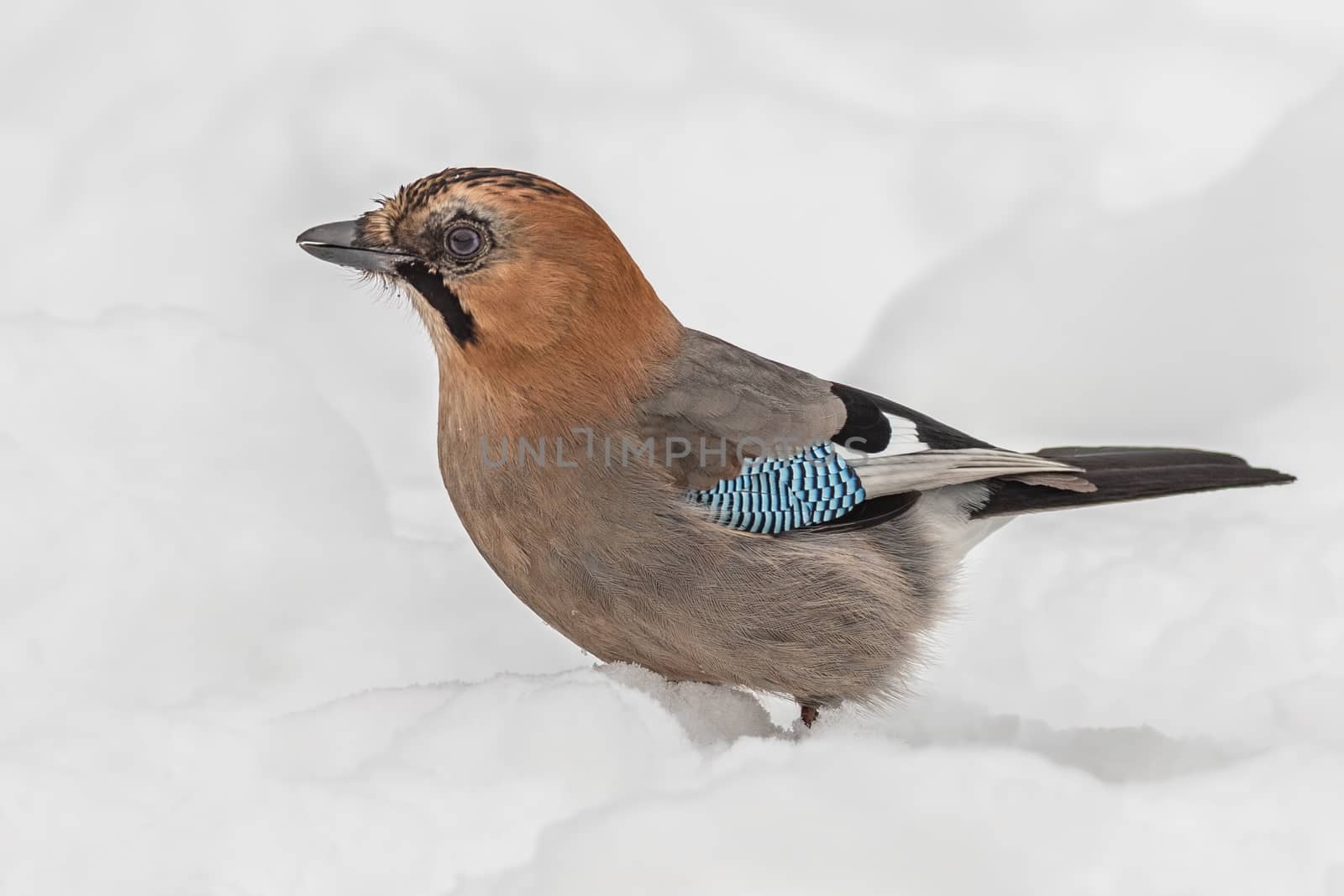 Jay (Garrulus glandarius)  sitting on the white snow