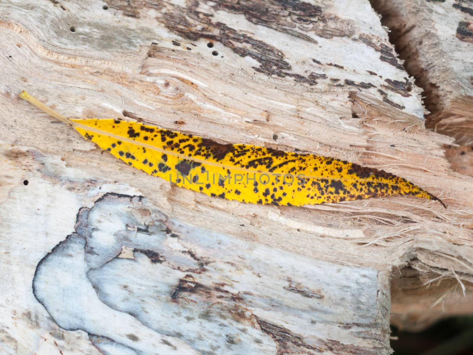 close up of yellow and black dotted spotted leaf on wood texture; Essex; England; UK
