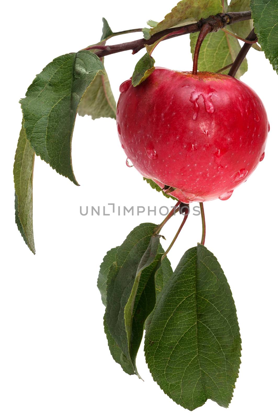 apple on the branch isolated on white background