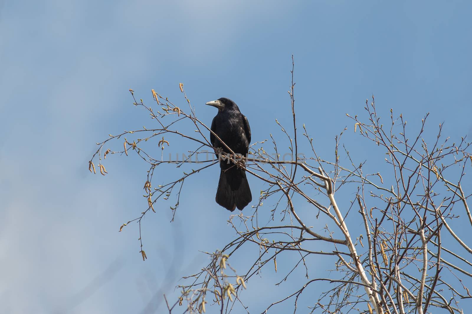 rook sits on a branch of a tree