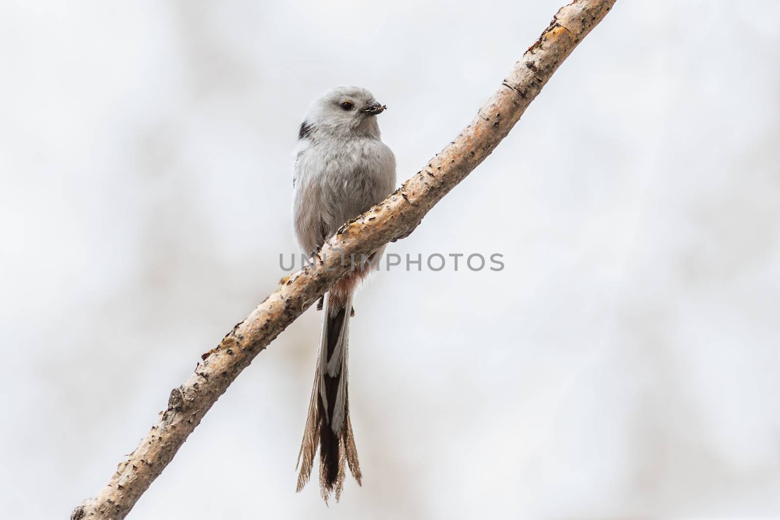 Long-tailed Tit sits on a branch with material for building a nest in the beak