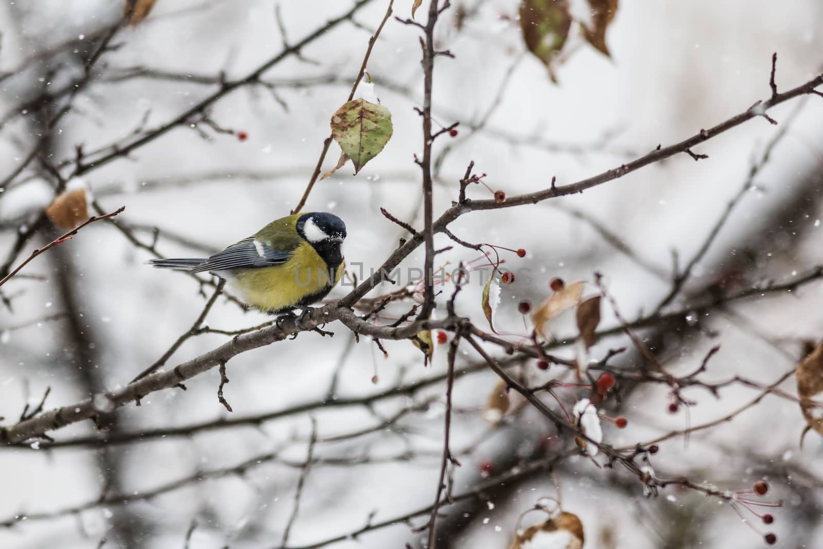 Greater titmouse,  Parus major,sitting on a branch
