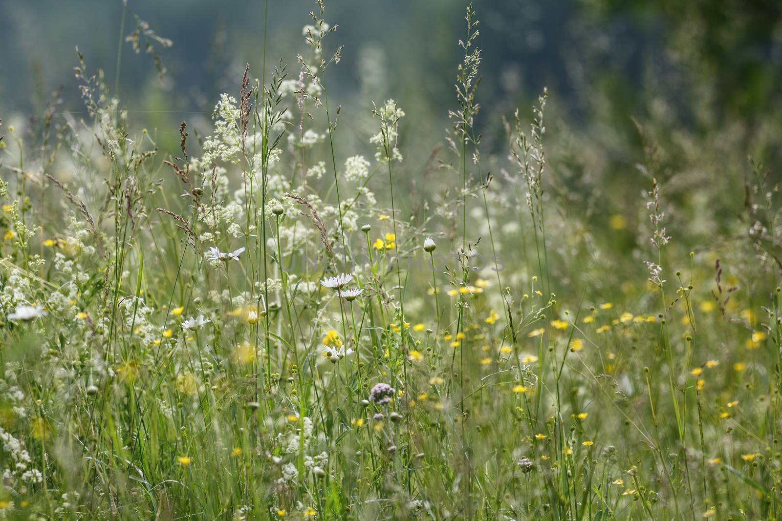 Summer grasses with shallow depth of field