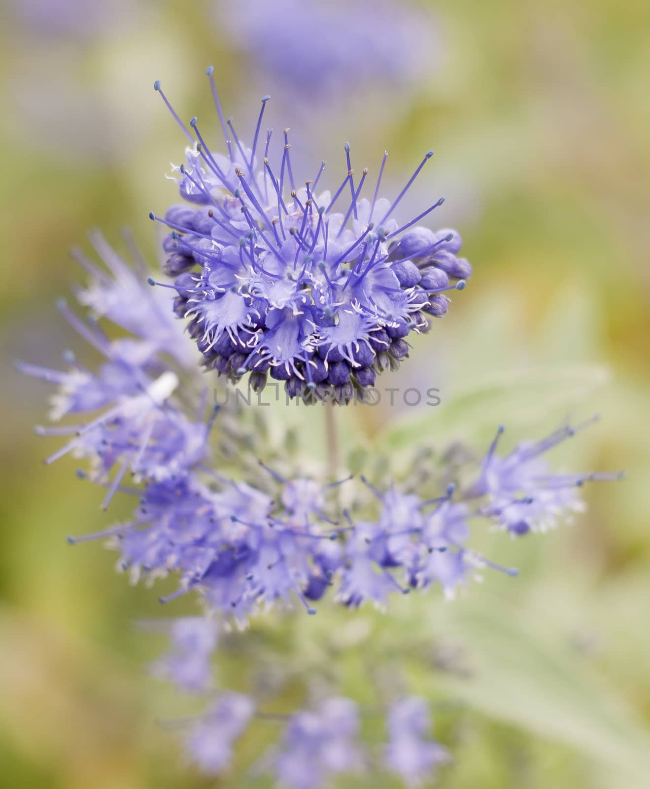 Purple blue up rising leaning lady phacelia plant in front garden summer lush; Essex; England; UK