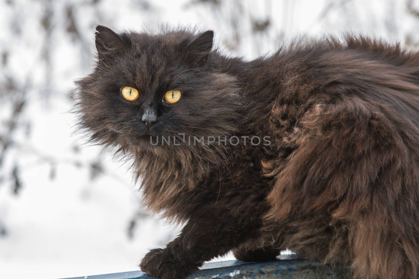 black, shaggy stray cat with yellow eyes