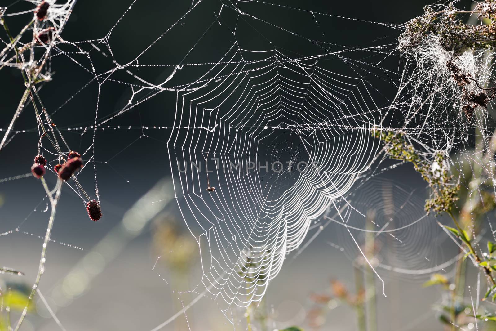 Close-up spiderweb with dew drops