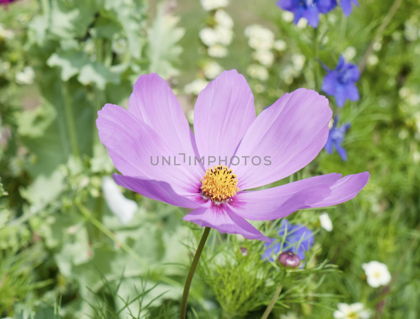 Beautiful full view of pink open cosmos plant petals with yellow center in garden - Cosmos bipinnatus; Essex; England; UK