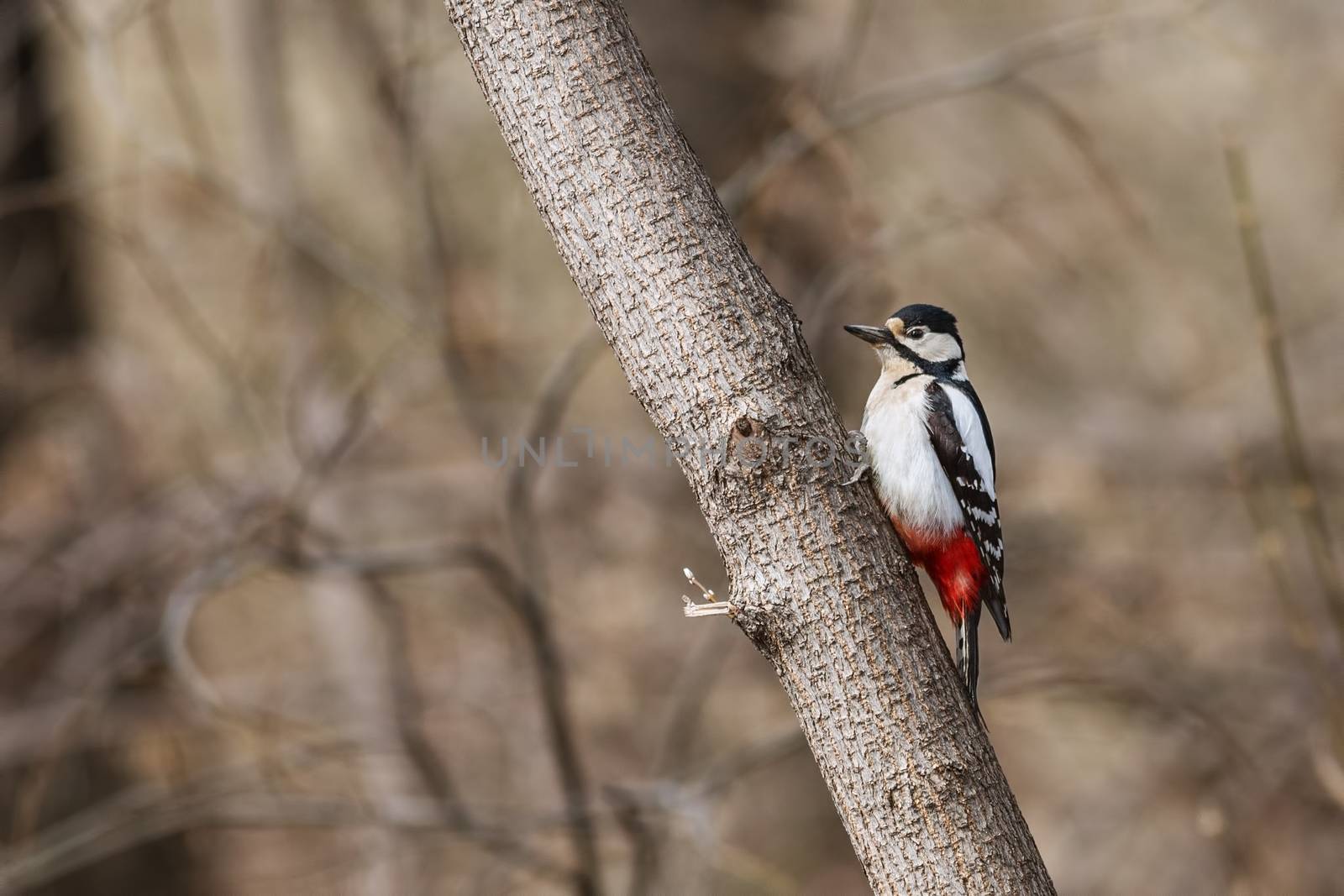 Great spotted woodpecker by Ohotnik