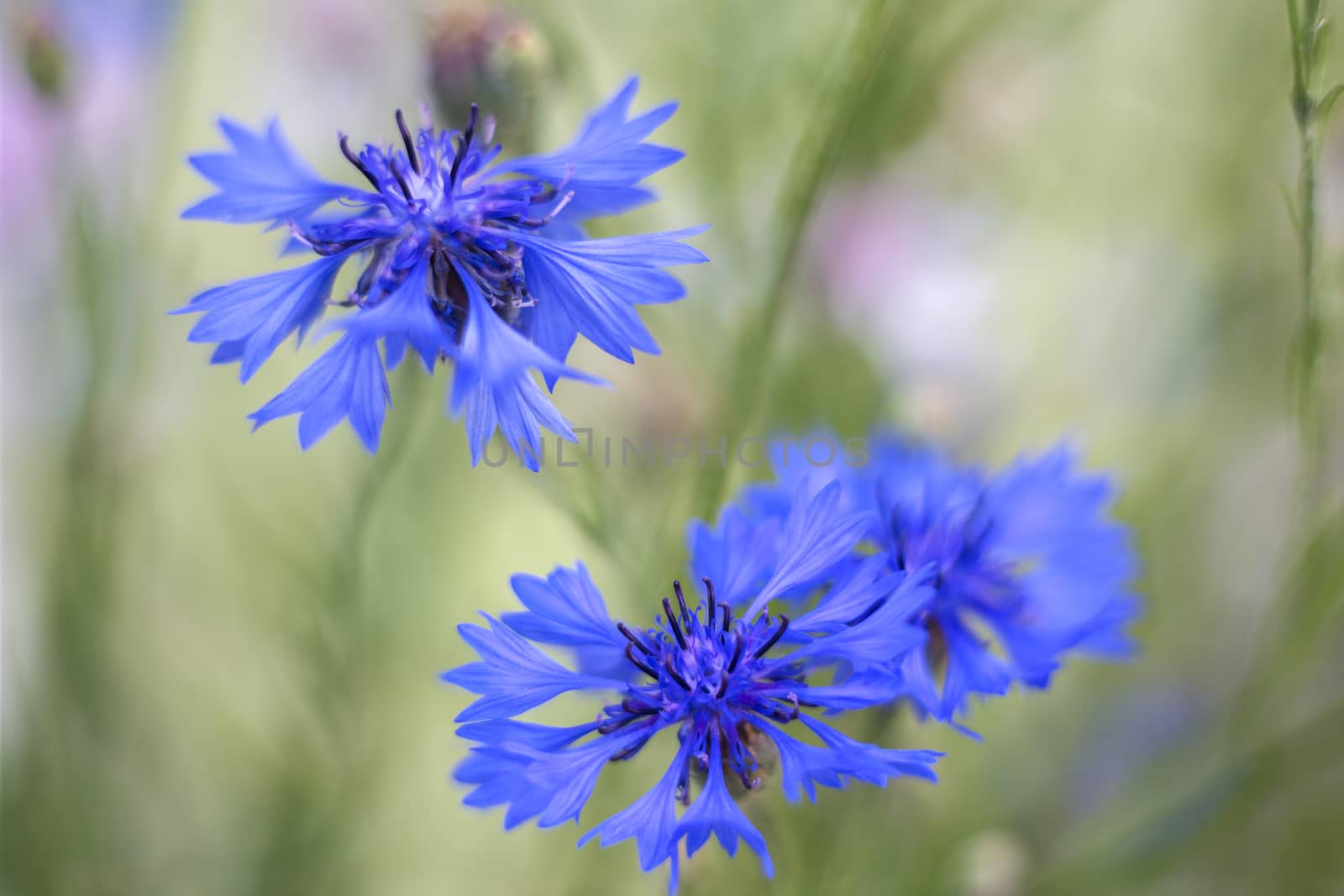 blue cornflowers at a shallow depth of field
