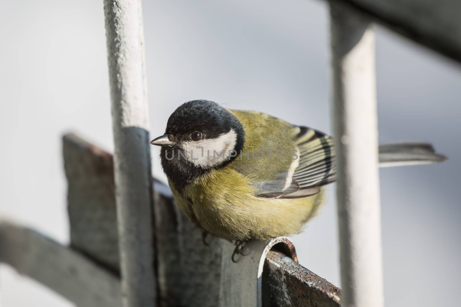 Greater titmouse,  Parus major,sitting on the railing of the balcony