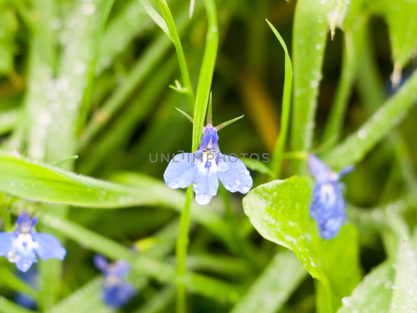 close up of blue pimpernel on floor pistil; Essex; England; UK
