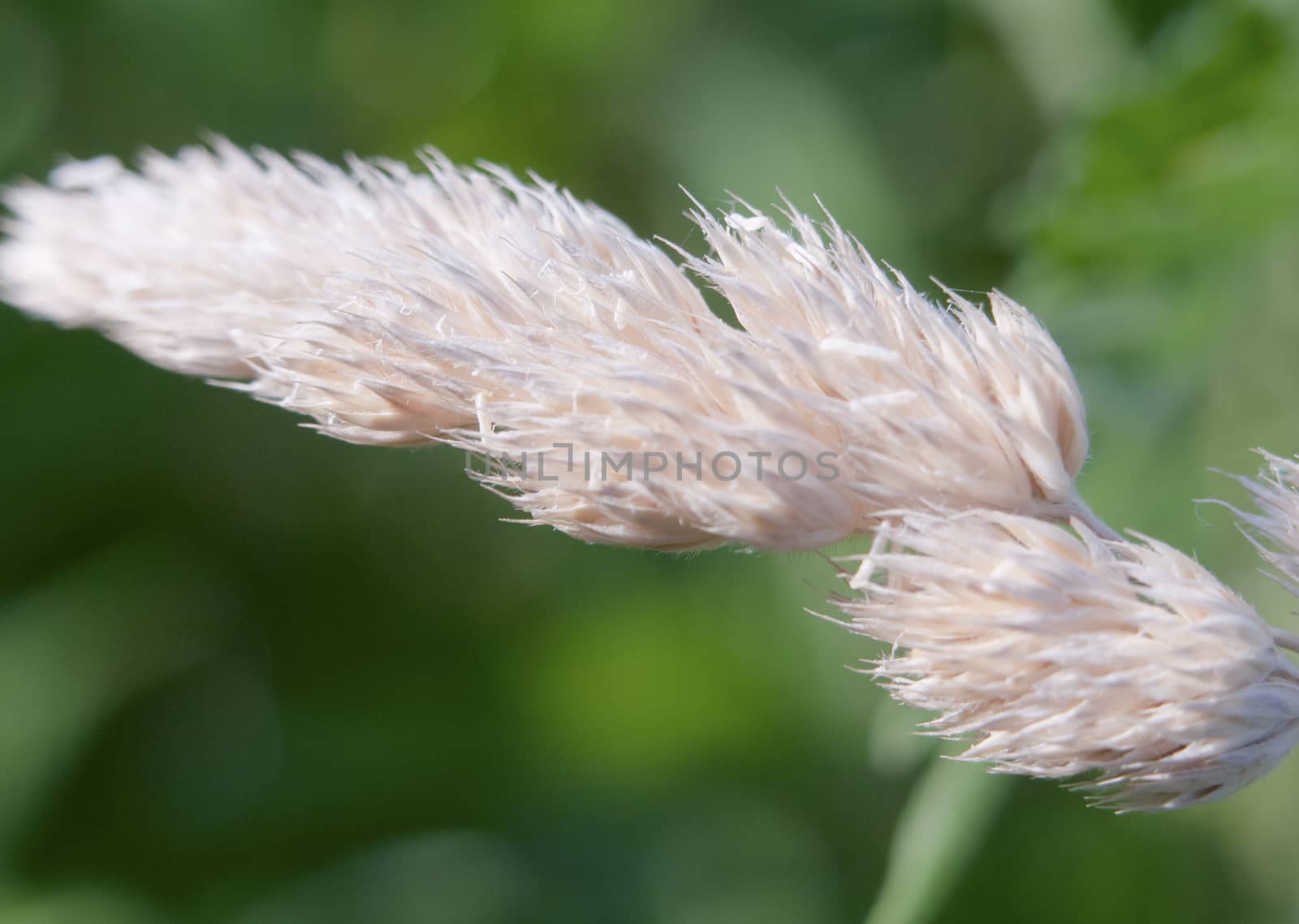 Close up of a blade top of white fluffy grass growing macro; Essex; England; UK