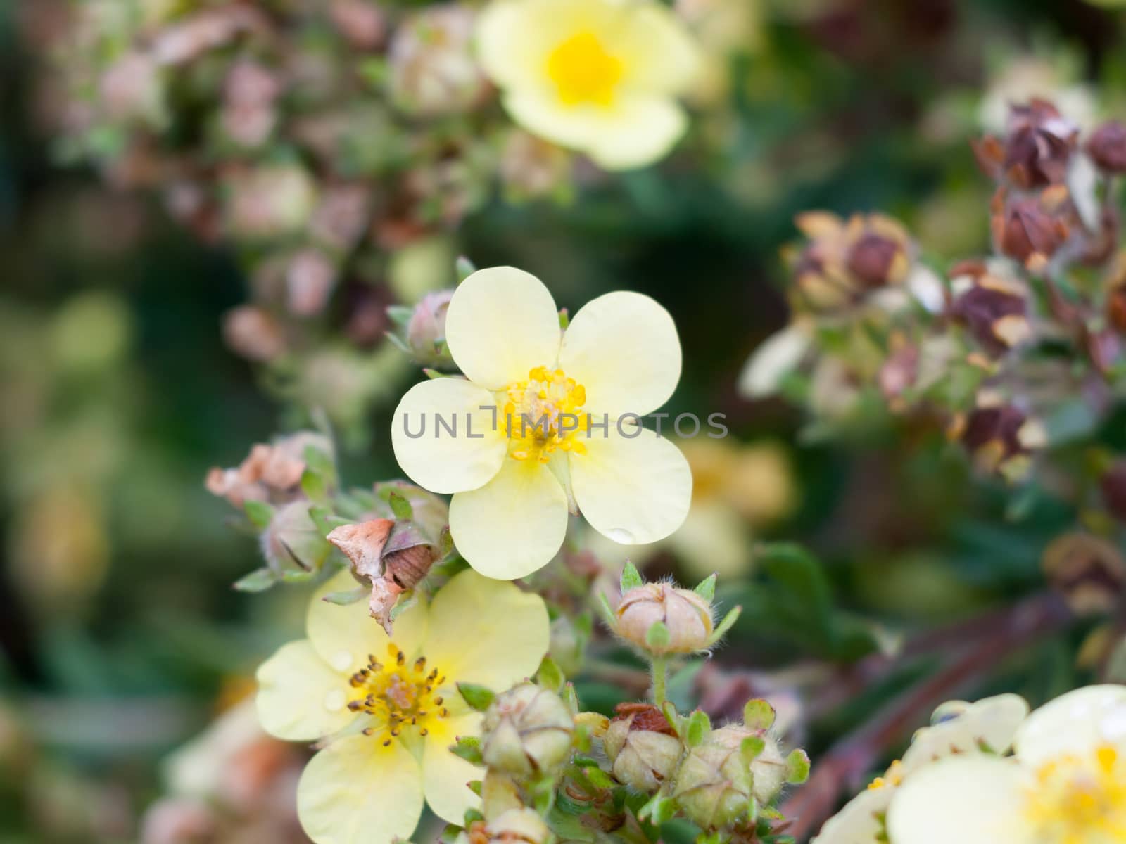 beautiful primrose like flower wild outside garden up close; Essex; England; UK