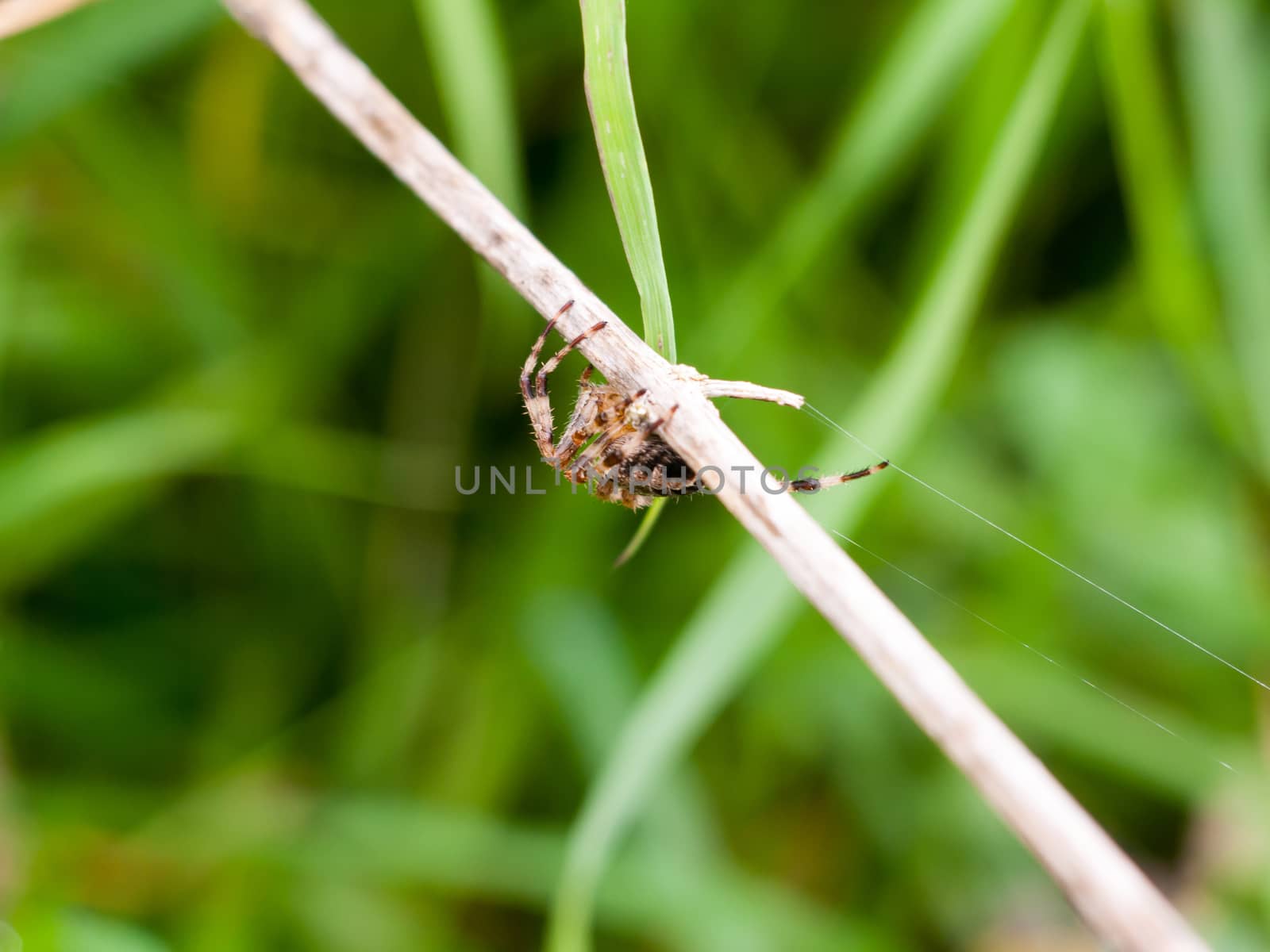 big garden spider outside hanging onto blade of grass Araneus diadematus; Essex; England; UK
