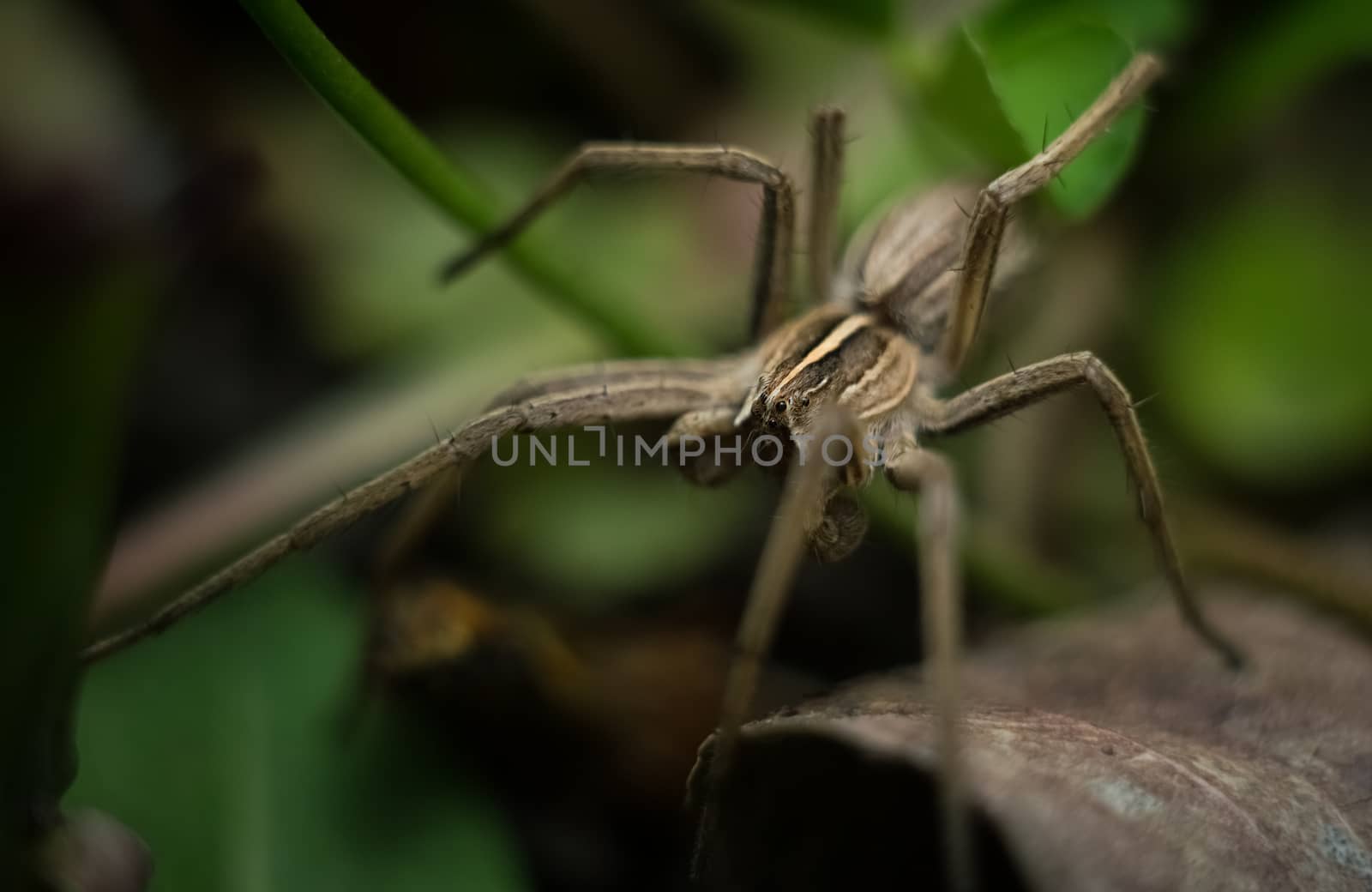 Beautiful gray garden spider in natural environment by Milovan
