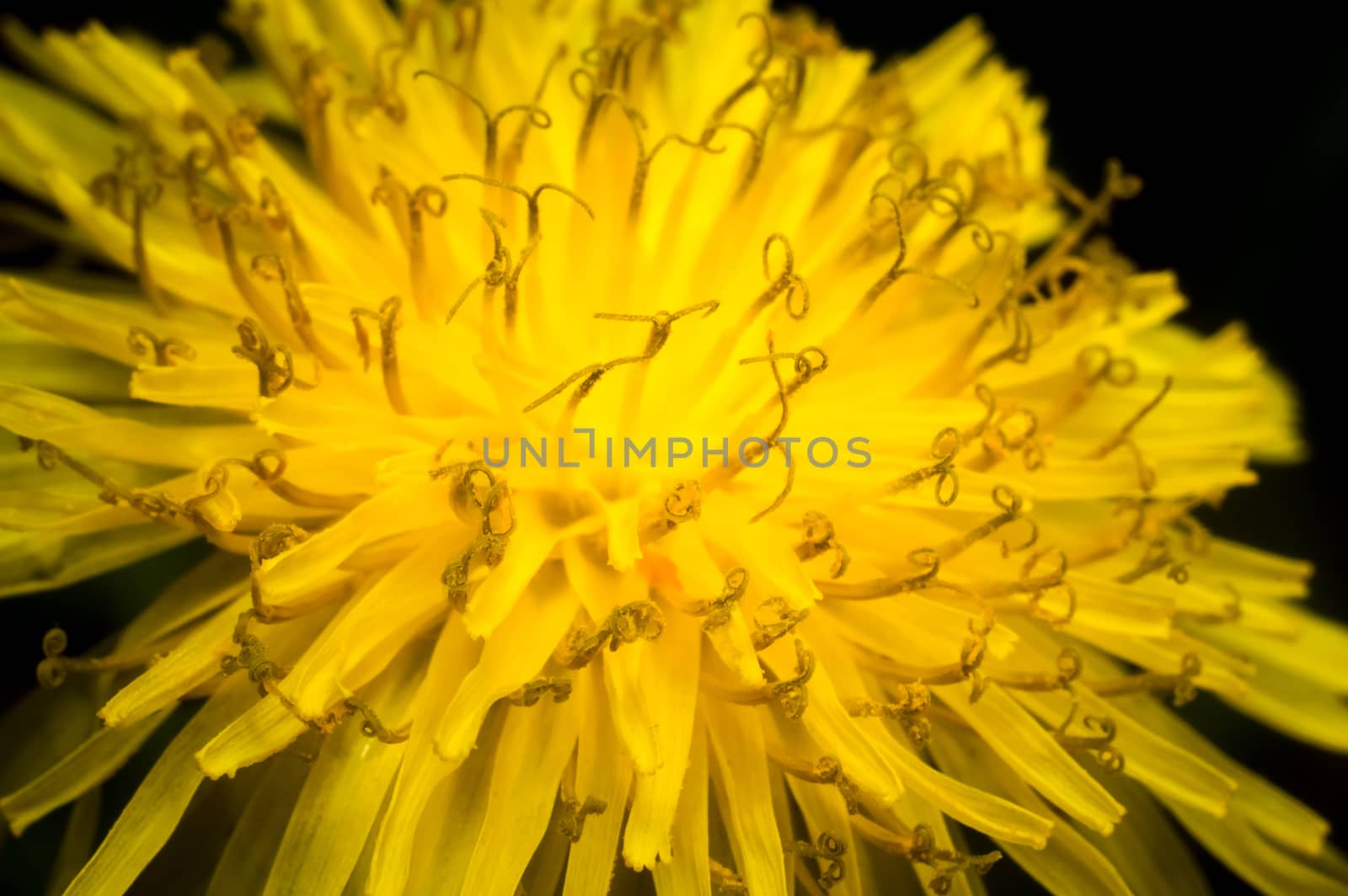 Close-up of a yellow dandelion flower on dark background by Milovan