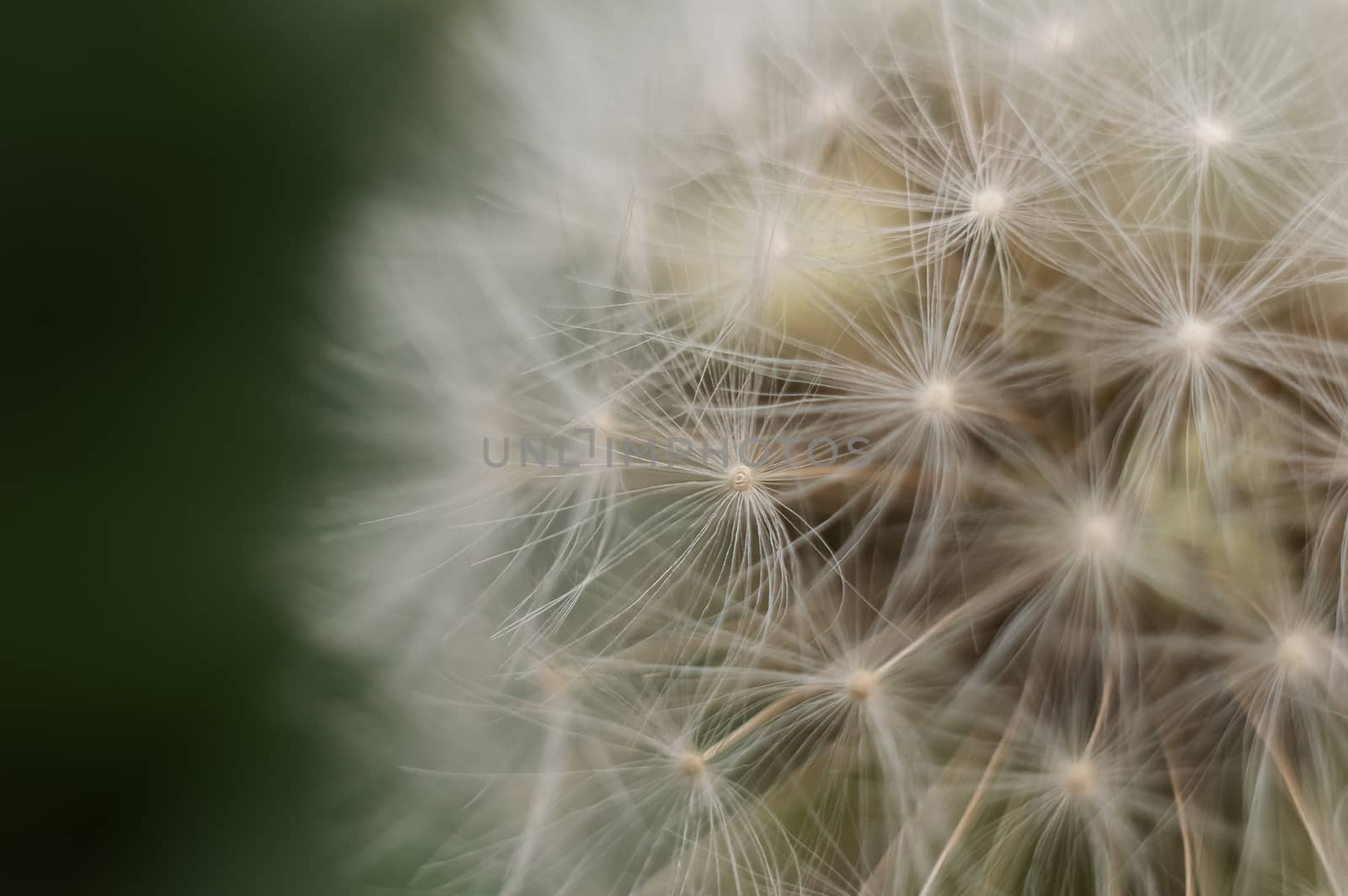 Close-up of dandelion on natural green background by Milovan