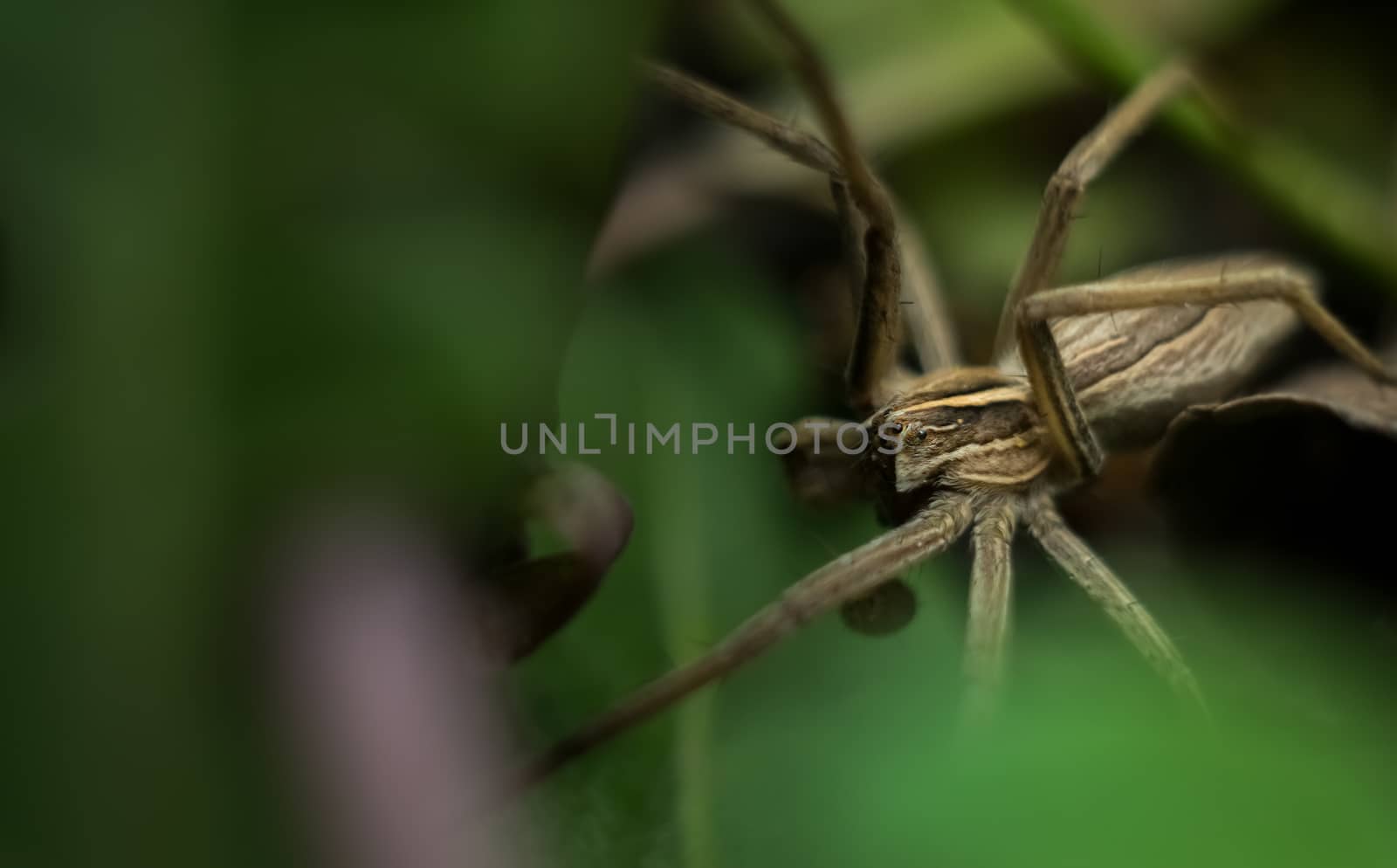 Macro view of beautiful gray garden spider by Milovan