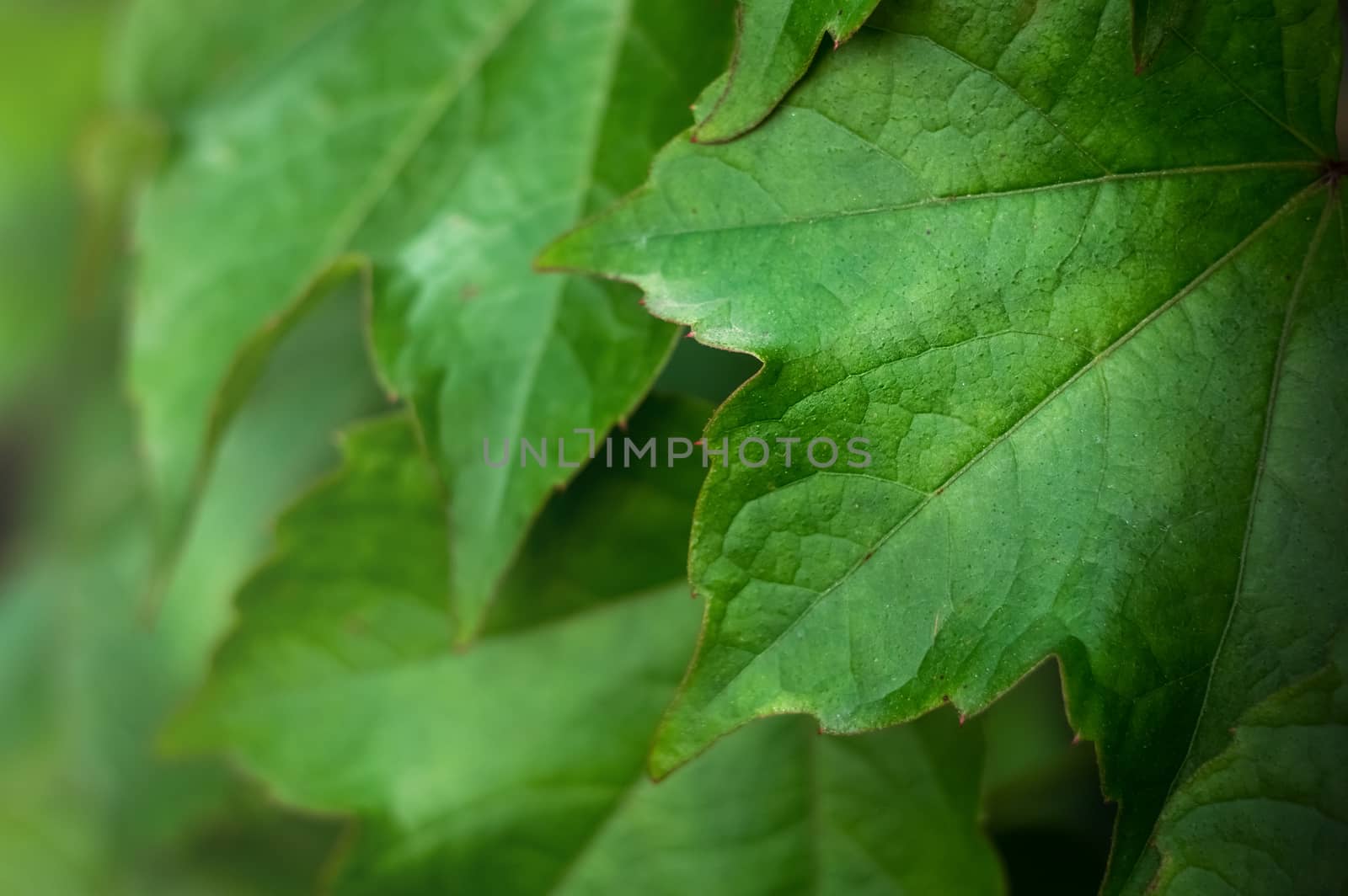 Close-up Of Fresh Green Leaves. Leaf texture background by Milovan