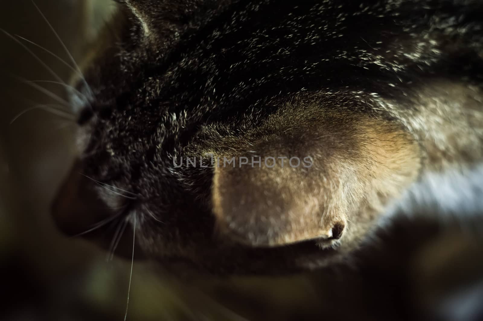 A female domestic cat, head close up