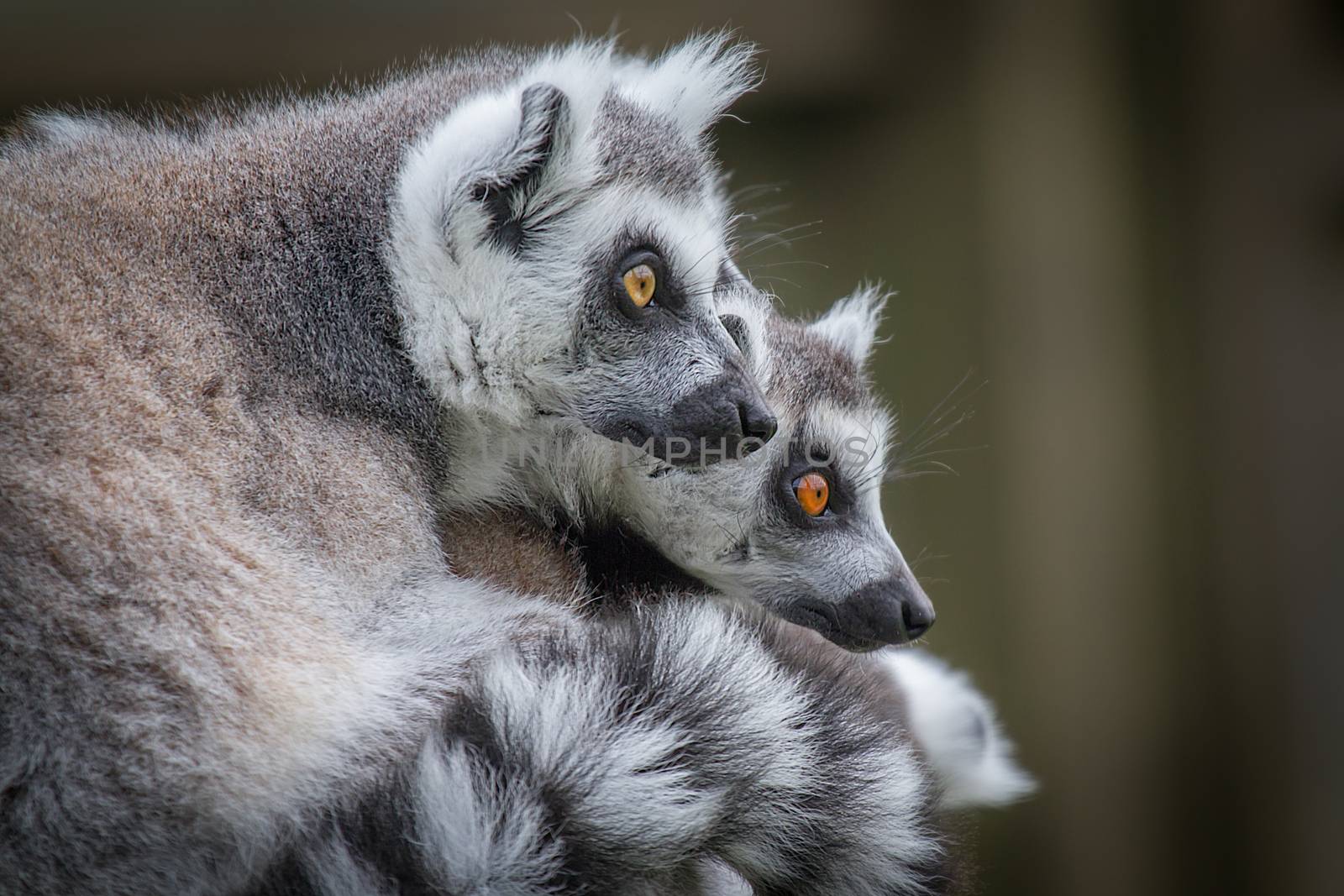 Close up of two ring tailed lemurs looking towards the right in side profile and staring inquisitively