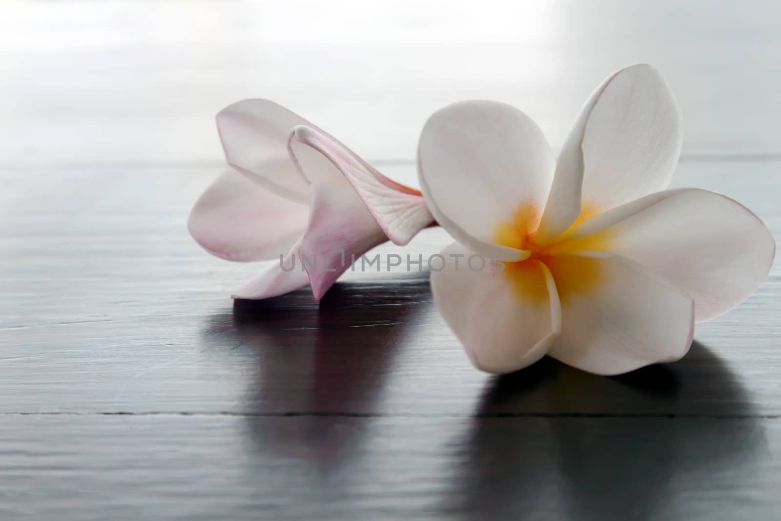 Closeup Plumeria or Frangipani Tropical flowers on wood table, selective focus