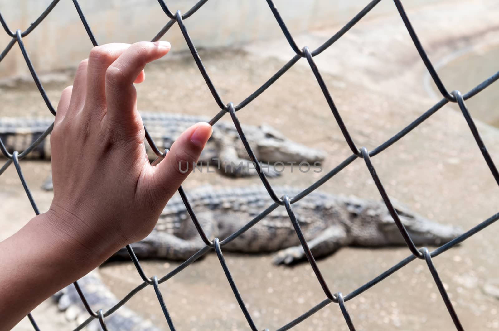 Hand holding cage of alligator pond