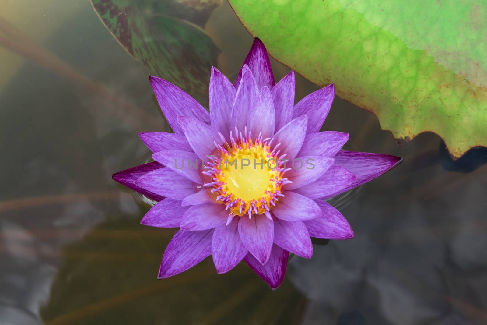 Closeup pink lotus flower on the pond by pt.pongsak@gmail.com