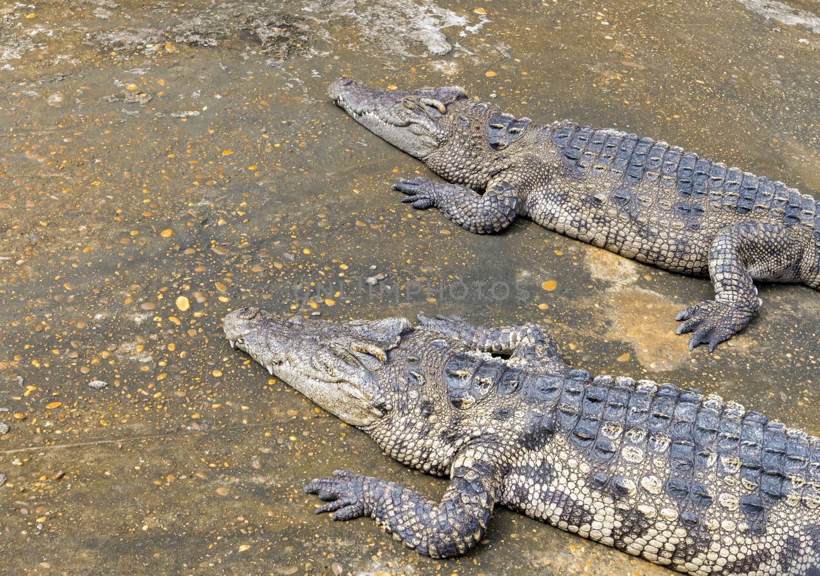 Closeup of crocodile with sun light