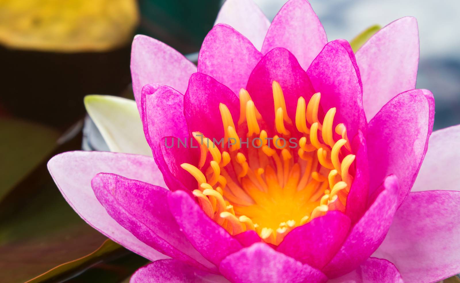 Closeup pink lotus flower on the pond