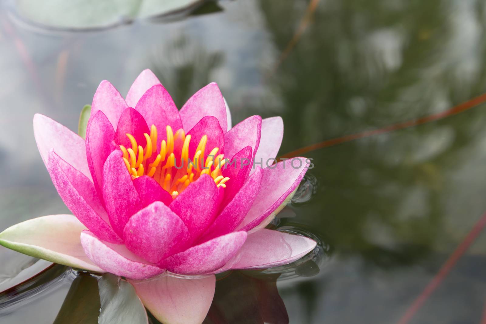 Pink lotus flower on the pond