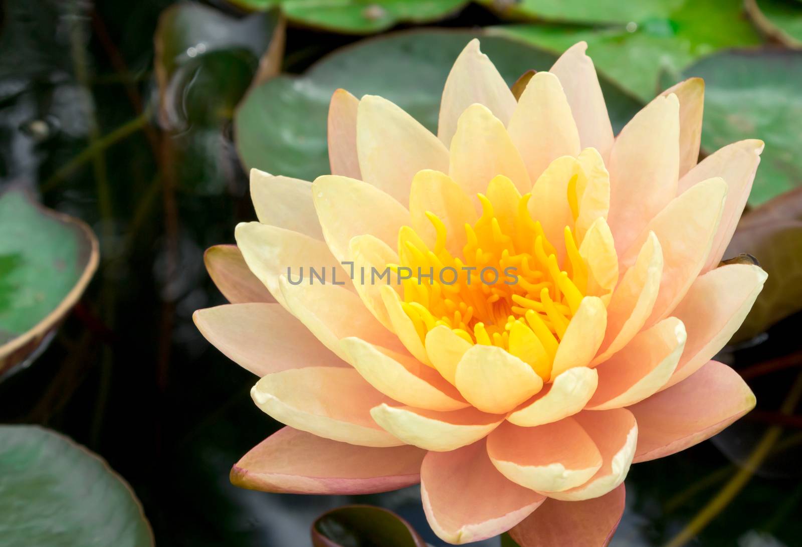 Closeup of beautyful old rose lotus flower by pt.pongsak@gmail.com