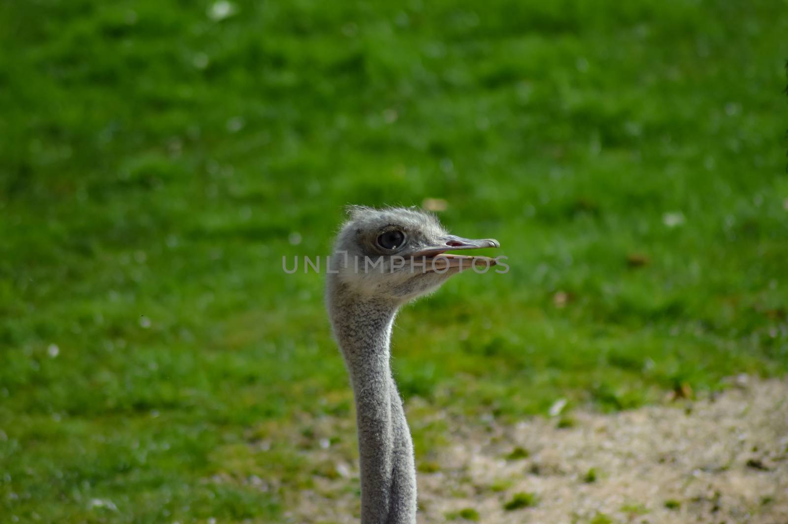 Head of a female ostrich in an animal park in France