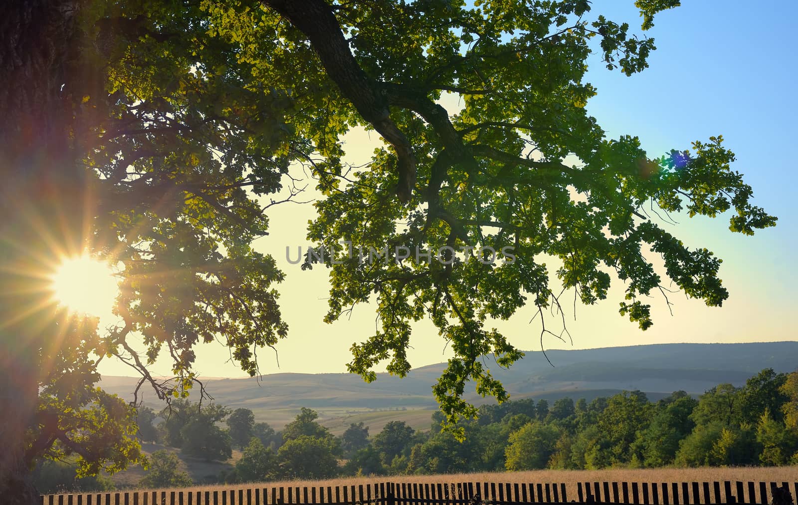 Oldest oak in Romania being estimated approximation to 900 years near Mercheasa village