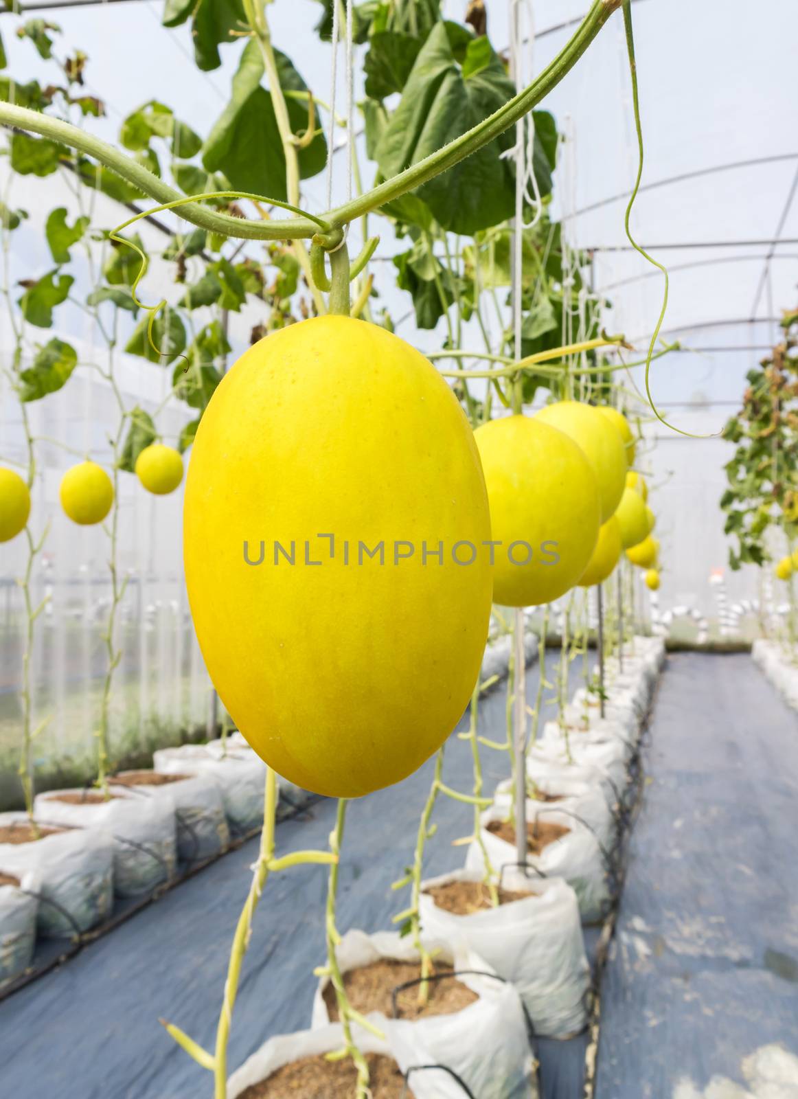 Yellow cantaloupe farm, fruit and vigetable concept by pt.pongsak@gmail.com