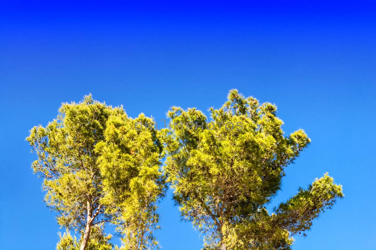 Pine forest in Spain against blue sky.         by JFsPic