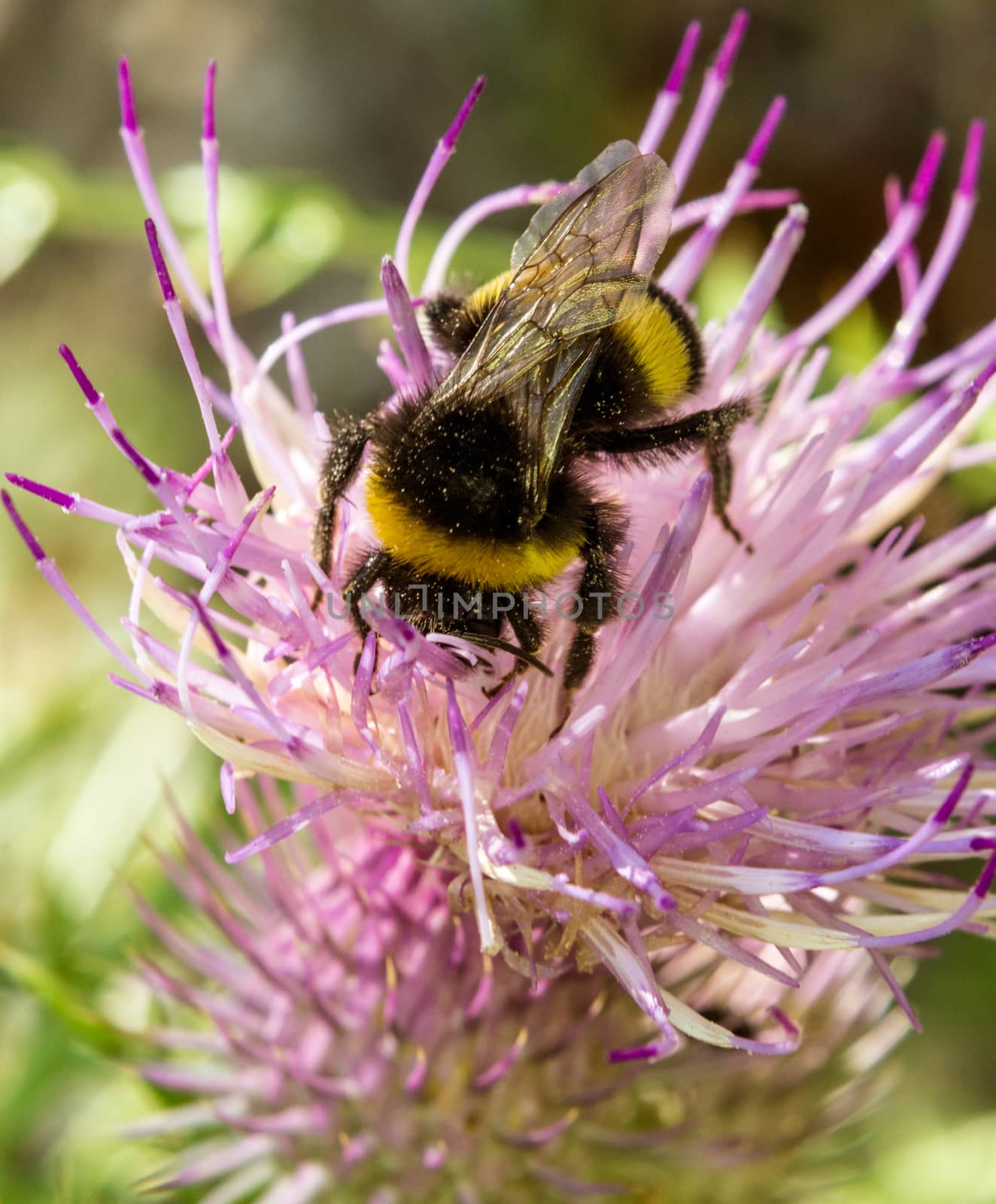 macro of a bumblebee on a summer flower