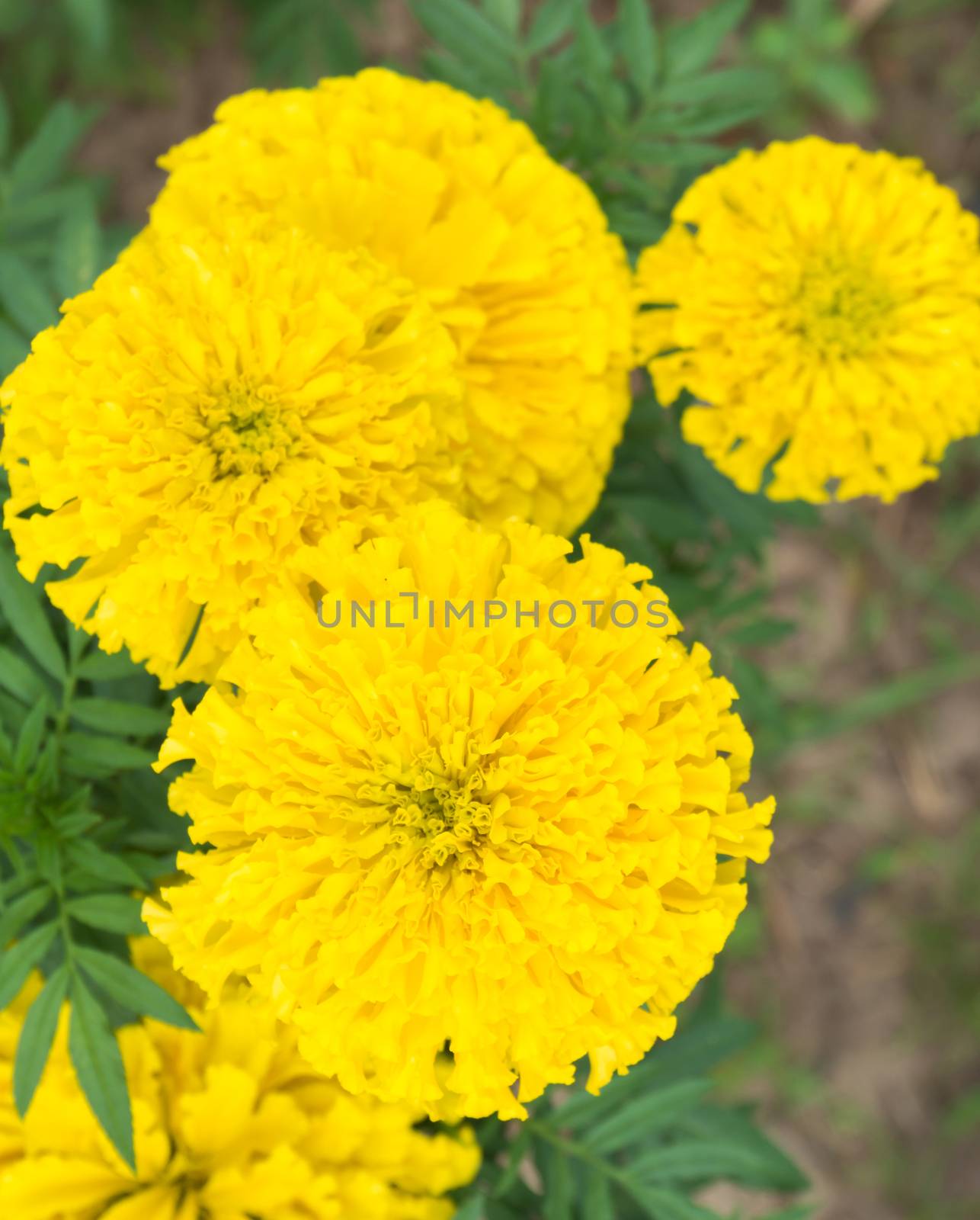 Closeup top view yellow marigold flowers in garden, selective fo by pt.pongsak@gmail.com