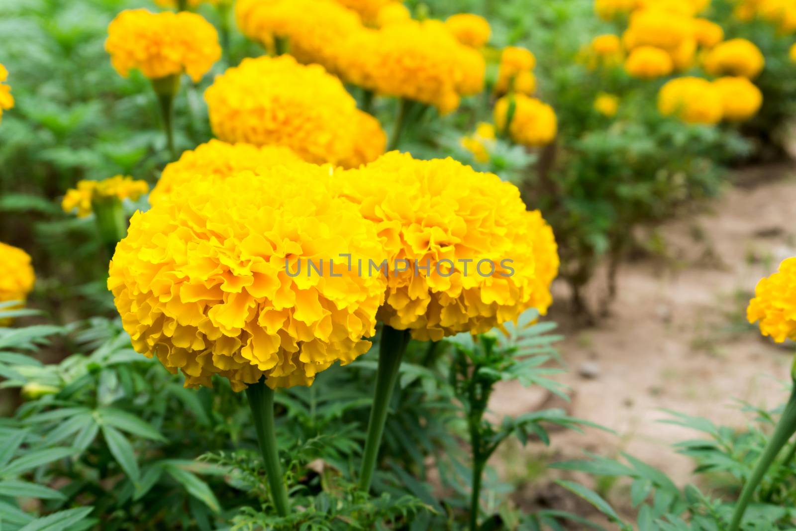 Closeup yellow marigold flowers in garden, selective focus